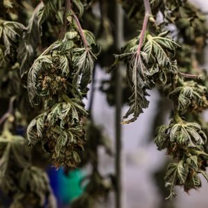 Ken Paxton adds Dallas to list of cities he’s sued over marijuana decriminalization