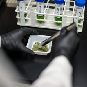 Texas likely to expand medical marijuana program eligibility amid looming hemp ban