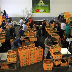 Texas lawmakers urge Trump to extend tomato trade agreement with Mexico