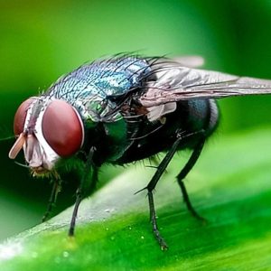 USDA defends screwworm response amid congressional fingerpointing