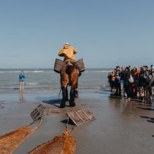 ‘Kings of the world’: The last of the horseback shrimp fishers