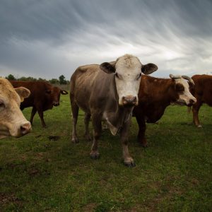 Gov. Greg Abbott orders preemptive strike on screwworm in Texas