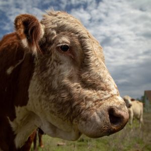 Only one restaurant in Texas sells lab-grown meat. Lawmakers banned it anyway.