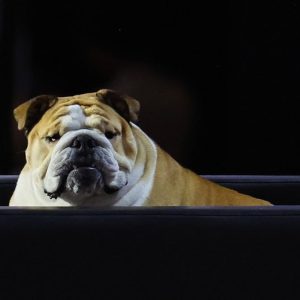 Babydog bobbleheads to hit shelves after ‘first dog’ stole the show at Republican National Convention