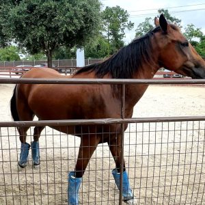 “Mass euthanasias”: Screwworm could have deeper implications for Texas’ already-crowded animal shelters