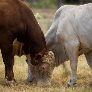 First U.S. screwworm case confirmed in South Texas
