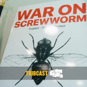 TribCast: How big of a threat is screwworm?