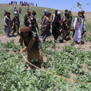Afghan opium cultivation bouncing back amid Taliban clampdown