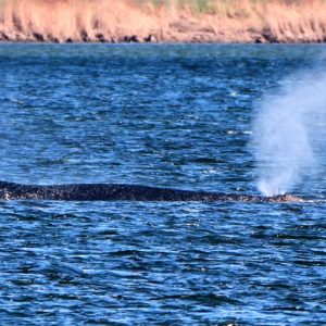 Timmy the humpback whale escapes to the North Sea