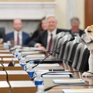 Babydog Justice makes Agriculture Committee debut: ‘She humanizes all of us’