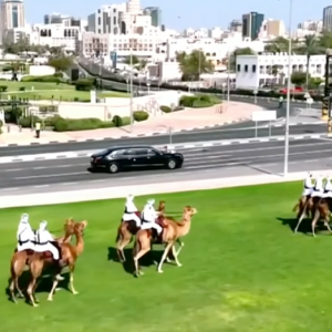 Parade of camels welcome Trump motorcade to Qatar