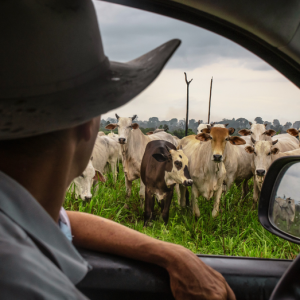 The single crushing problem American cattle ranchers wish Trump would fix instead