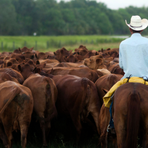 As cattle herds shrink and beef prices rise, investors back AI cow collars