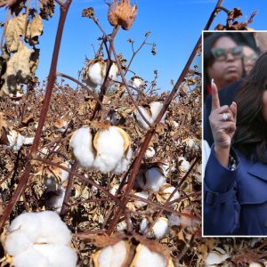 Rep. Jasmine Crockett suggests the United States needs illegal immigrants because ‘we done picking cotton’