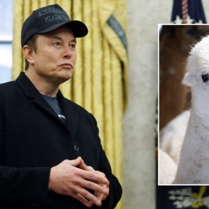DOGE slashes nearly $1M for alpaca farming in Peru, other questionable grants in latest wasteful spending cut