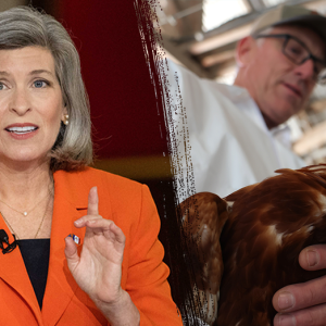 ‘Devasted farms’: Bipartisan Senate letter calls for ‘new urgency’ to address crippling virus