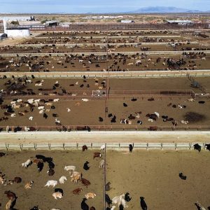 US shuts southern border to livestock imports to stop spread of deadly flies