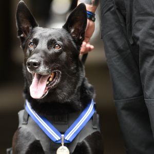 White House protector and most decorated K-9 in US history dies: ‘a very good boy’