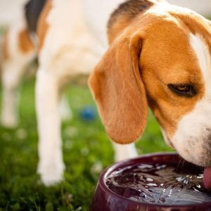 Pentagon’s ‘barbaric’ drug testing on beagles raises hackles of pet-loving politicians
