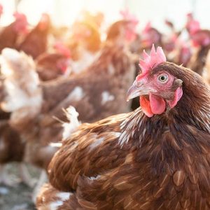 Trump admin scrutinizes ‘kill all the chickens’ policy as bird flu ravages egg prices