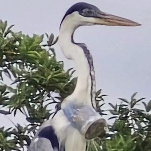 Brazilian vet hopes to rescue heron with cup stuck in throat