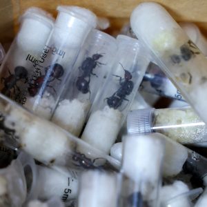 ‘Ant Gang’ smugglers plead guilty to trafficking wildlife in Kenya
