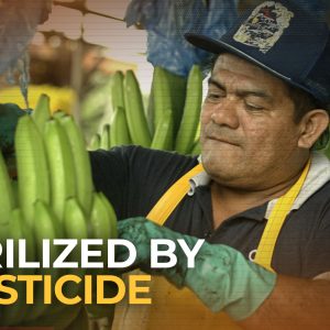 Could a US-banned pesticide be behind mass sterilization?
