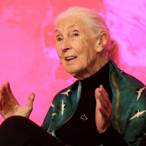 Renowned chimpanzee researcher Jane Goodall dies at 91