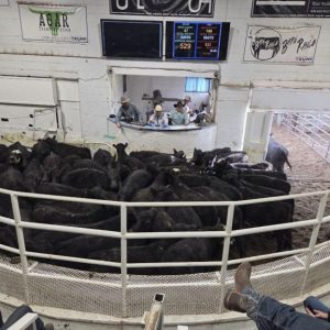 US ranchers whiplashed by Trump’s beef policies