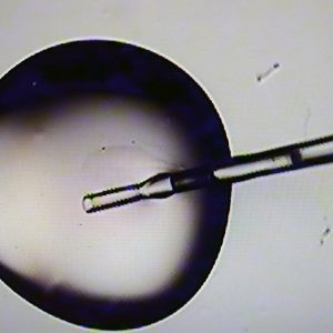 Republicans, pro-life advocates split on Trump’s proposal to federally subsidize IVF