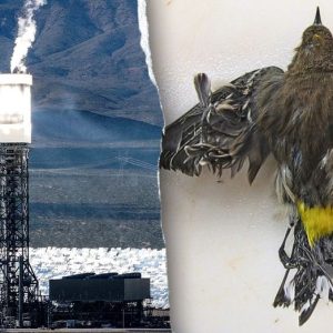 Obama-era ‘clean energy’ solar power plant still uses fossil fuels – and kills thousands of birds annually