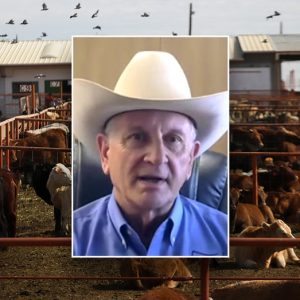 EXCLUSIVE: Cattle industry chief warns flesh-eating fly menaces US herds as Mexico yields on pest fight