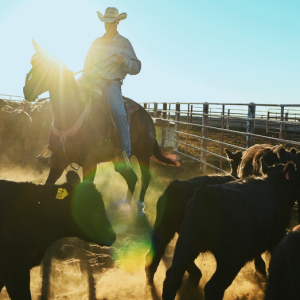 America’s smallest cattle herd in 70 years means rebuilding will take years and beef prices could stay high