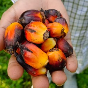 In India’s Assam, ‘hopes dashed’ for high returns on oil palm production
