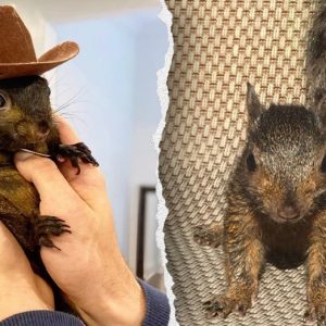 NY Republicans push ‘Peanut’s Law’ after beloved pet squirrel was seized, killed by state agents