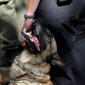 House Democrats vote against deporting immigrants who harm police dogs, horses