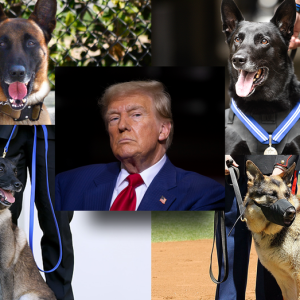 Trump salutes ‘fearless’ military, police dogs on K-9 Veterans Day: ‘canine courage’