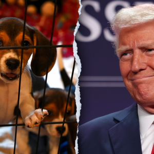 PETA, animal rights groups praise Trump admin for phasing out ‘cruel tests on dogs’ and other animals
