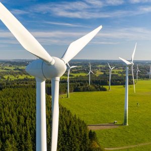 Green energy company in the hot seat after bald eagles knocked out of the skies